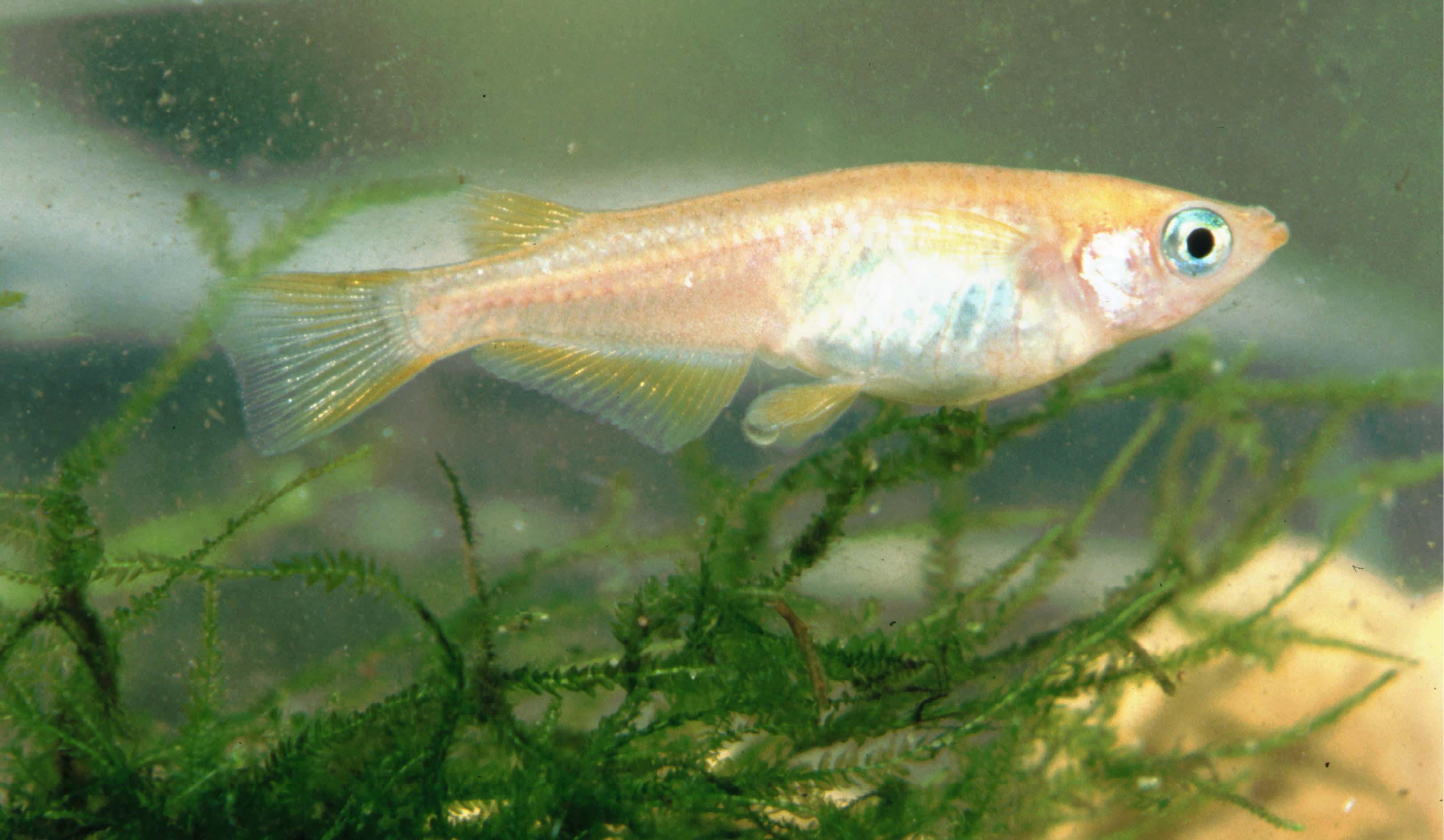 Federation of British Aquatic Societies